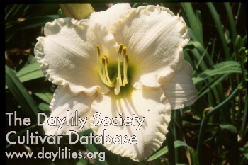 Daylily Lullaby Baby